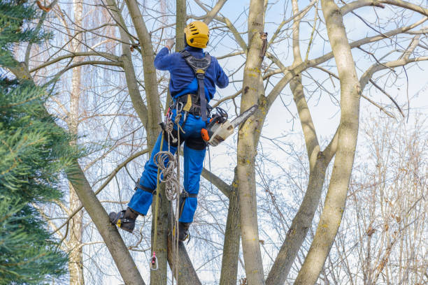 How Our Tree Care Process Works  in  Bridge City, LA