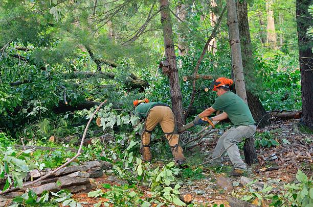 Trusted Bridge City, LA Tree Care Services Experts