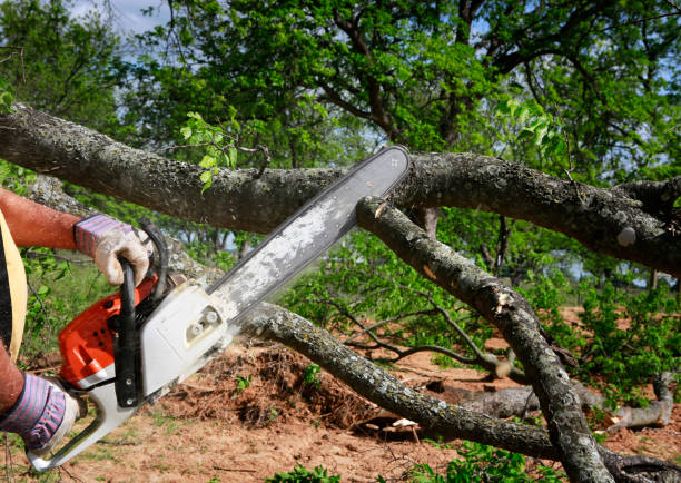 Mulching Services in Bridge City, LA